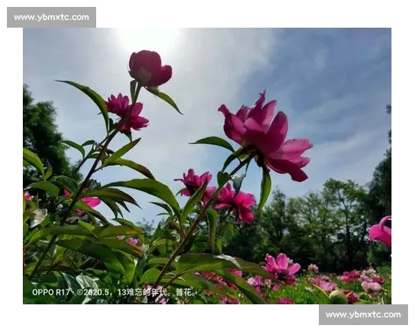 体育心理博弈：解读竞技精神中的心理较量与胜负背后的心智力量